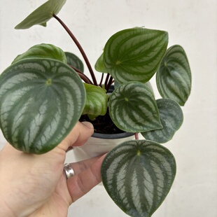 西瓜皮椒草海芋盆栽ins风绿植室内桌面好养雨淋缸造景观叶好养