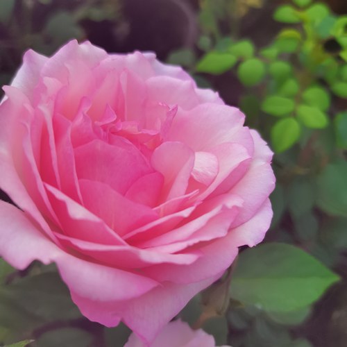 伯班公爵夫人/樱镜茶月季 耐热多头勤花灌木复花快浓香1857年法国