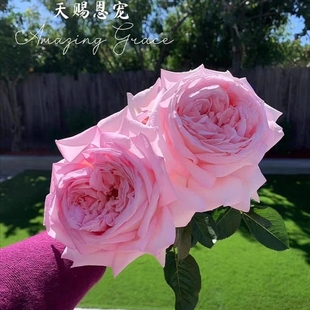 天赐恩宠月季 灌木大花浓香多季开花