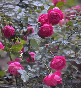 古老月季 合集2