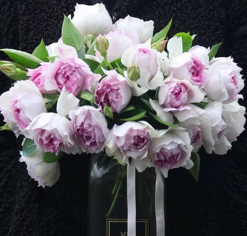 福利合集根接苗夏季根接清场