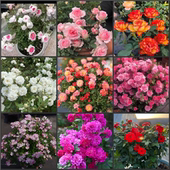 根接微月清场3 包对版 小姑娘 玛丽 夏季 包邮 蜂蜜 樱板等2棵 盆栽苗