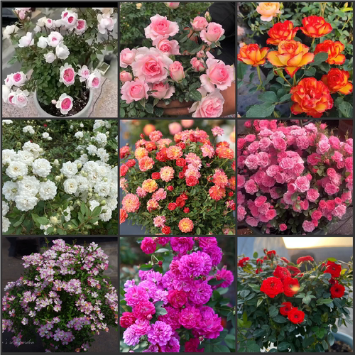 夏季根接微月清场3 小姑娘 蜂蜜 玛丽 樱板等2棵包邮包对版盆栽苗