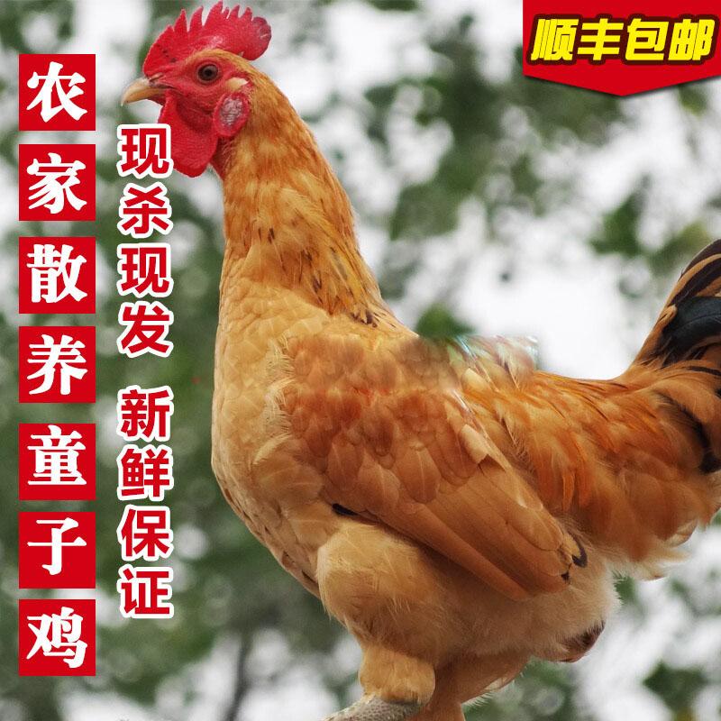 农家散养稻田小脚2只公鸡