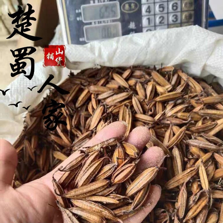优质白芨果夹种50颗现货当年现采育苗种子紫花白及药材药