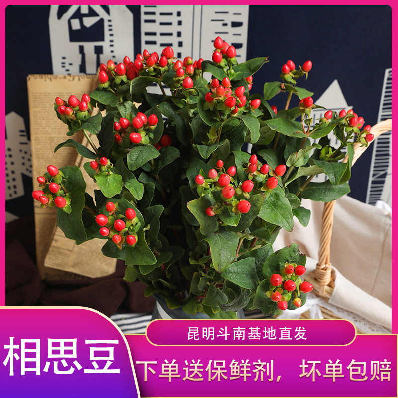 新鲜相思豆鲜花配草配花插花家用生活水养七彩云南基地直发