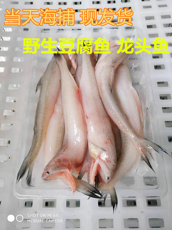 广东鲜活豆腐鱼龙头鱼 九肚鱼 硬鱼 食用海鲜水产  省内4斤包邮