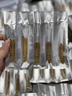 孩子 野生正宗云实树斗米虫干倒督黄狼虫黄寮狼虫