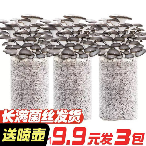 【13.8发3包】平菇蘑菇种植包菌种菌包平菇家种盆栽自种家庭室内