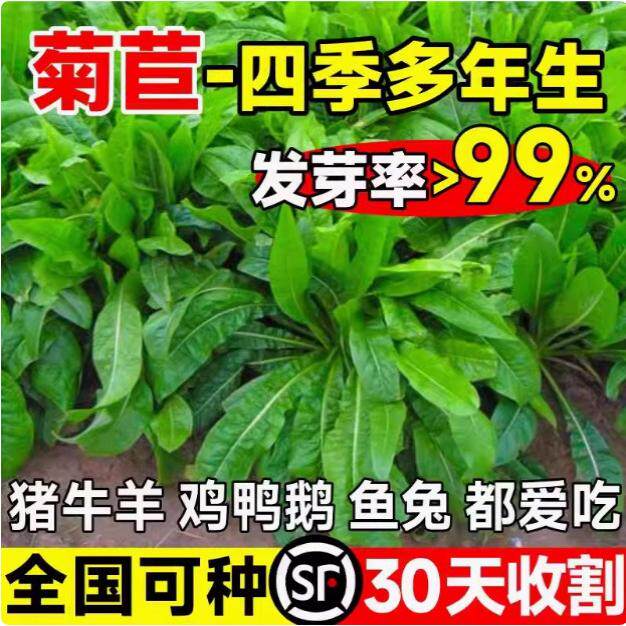 菊苣种籽大叶多年生喂猪菜种子牛农业生产肥料