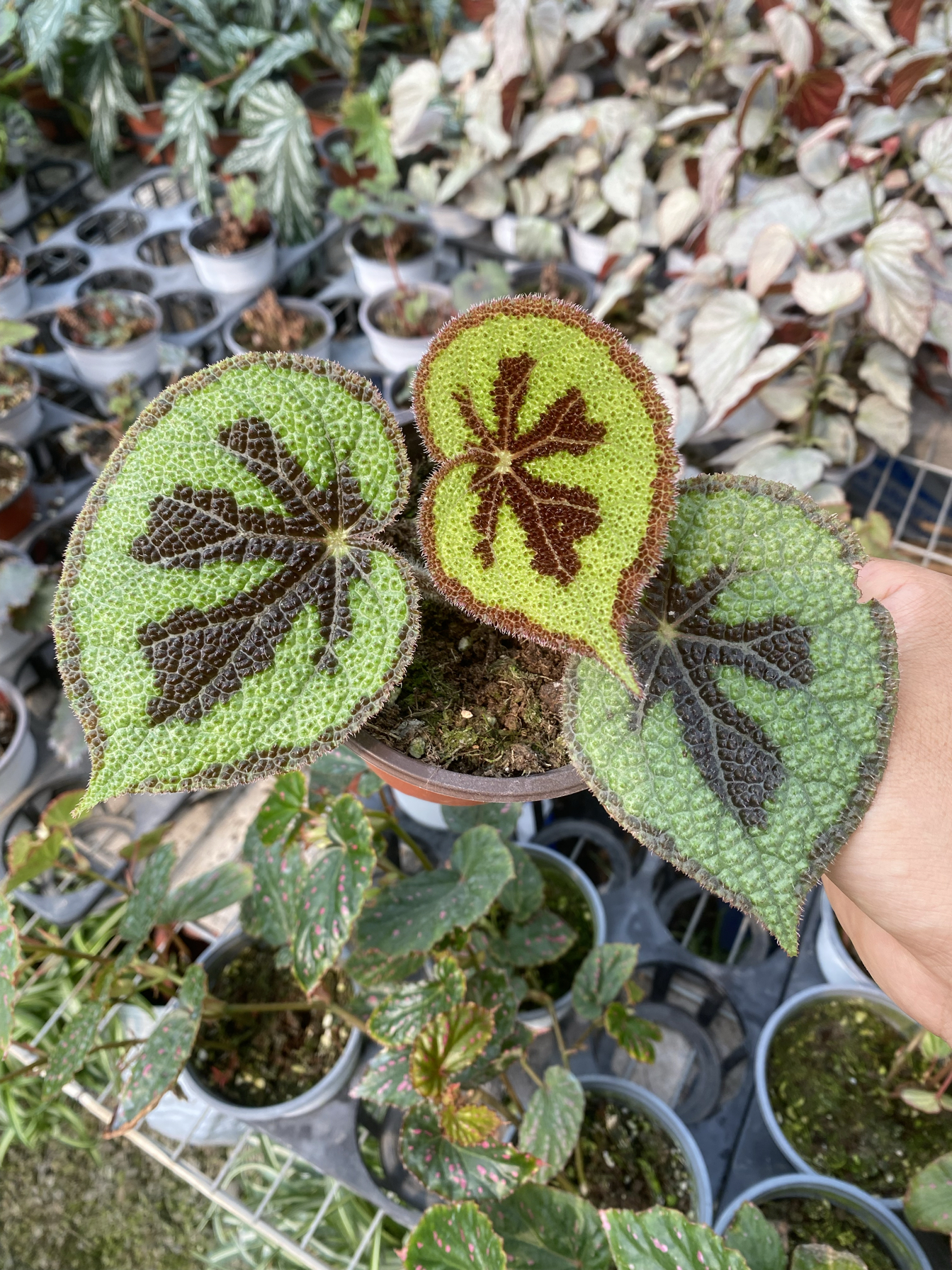 美纹蟆叶秋海棠花纹好看室内好养耐阴网红桌面盆栽