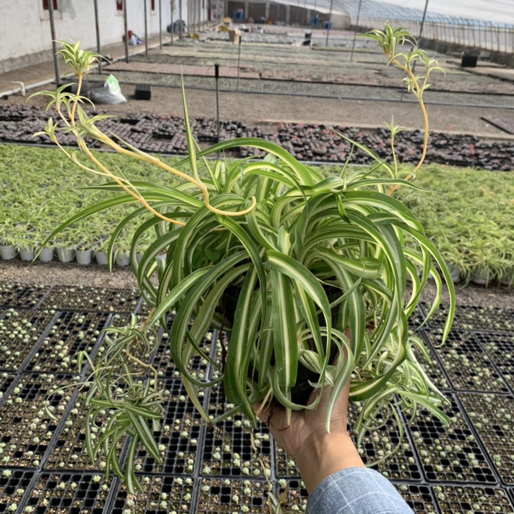 卷叶吊兰法国波浪卷金心垂吊可悬挂带花剑根系好卷发女郎