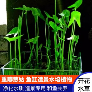 新鲜茨菇重瓣慈姑古法鱼缸沼泽过滤植物全套造景水草耐寒植物鱼缸