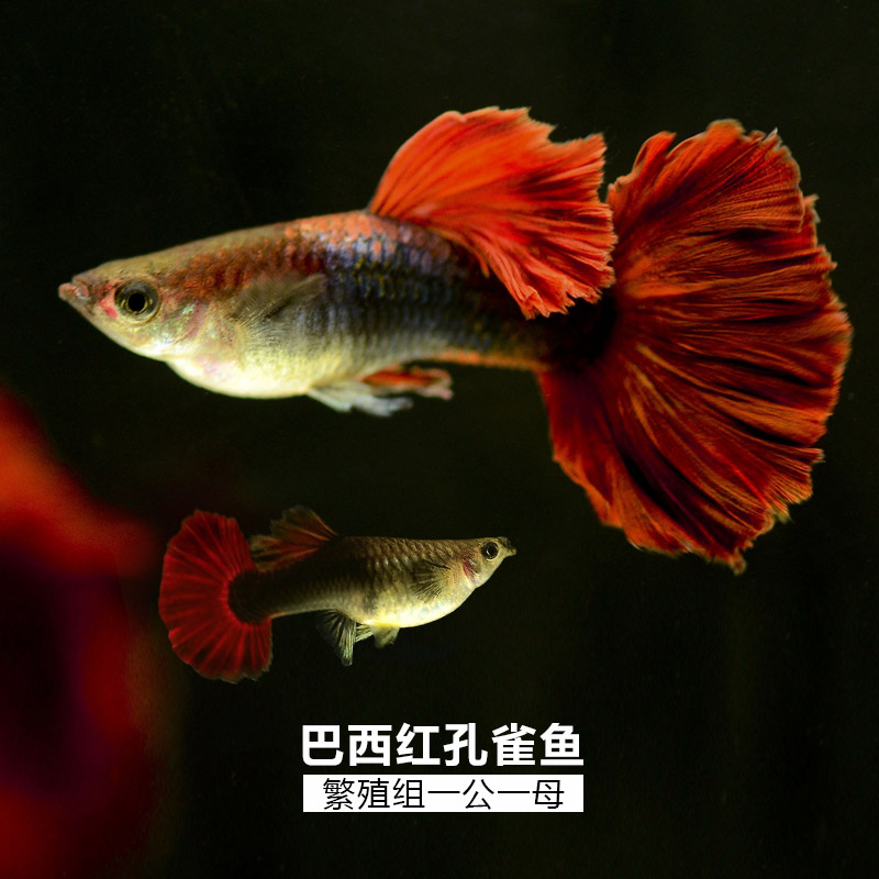 孔雀鱼纯种孔雀鱼活体凤尾鱼热带鱼淡水小型胎生观赏