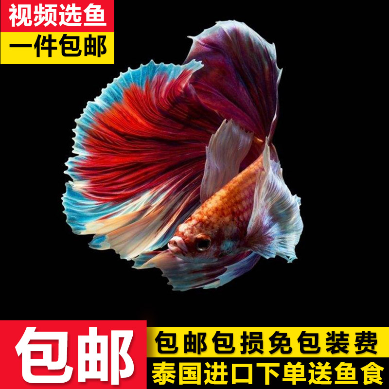 斗鱼活鱼泰国斗鱼精选半月狮王马尾热带观赏鱼活体淡水宠物鱼包邮