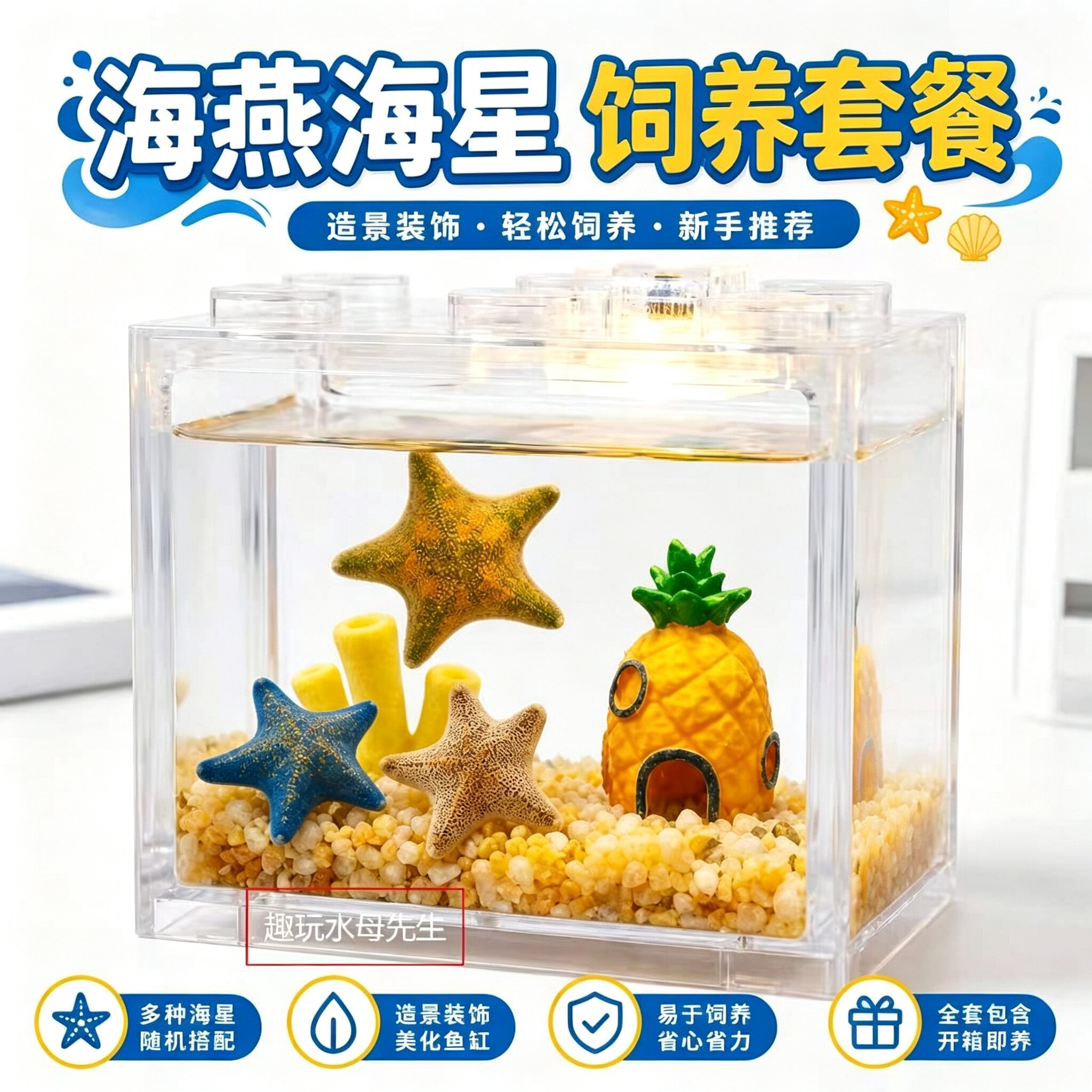 海星派大星冬天好养活海水微景观