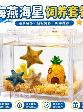 海星派大星冬天好养活海水微景观