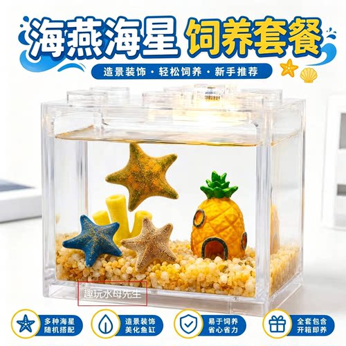 海星派大星冬天好养活海水微景观