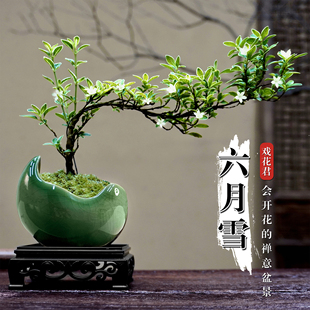 六月雪造型盆栽老桩禅意绿植茶桌摆件室内办公室桌面小型盆景植物