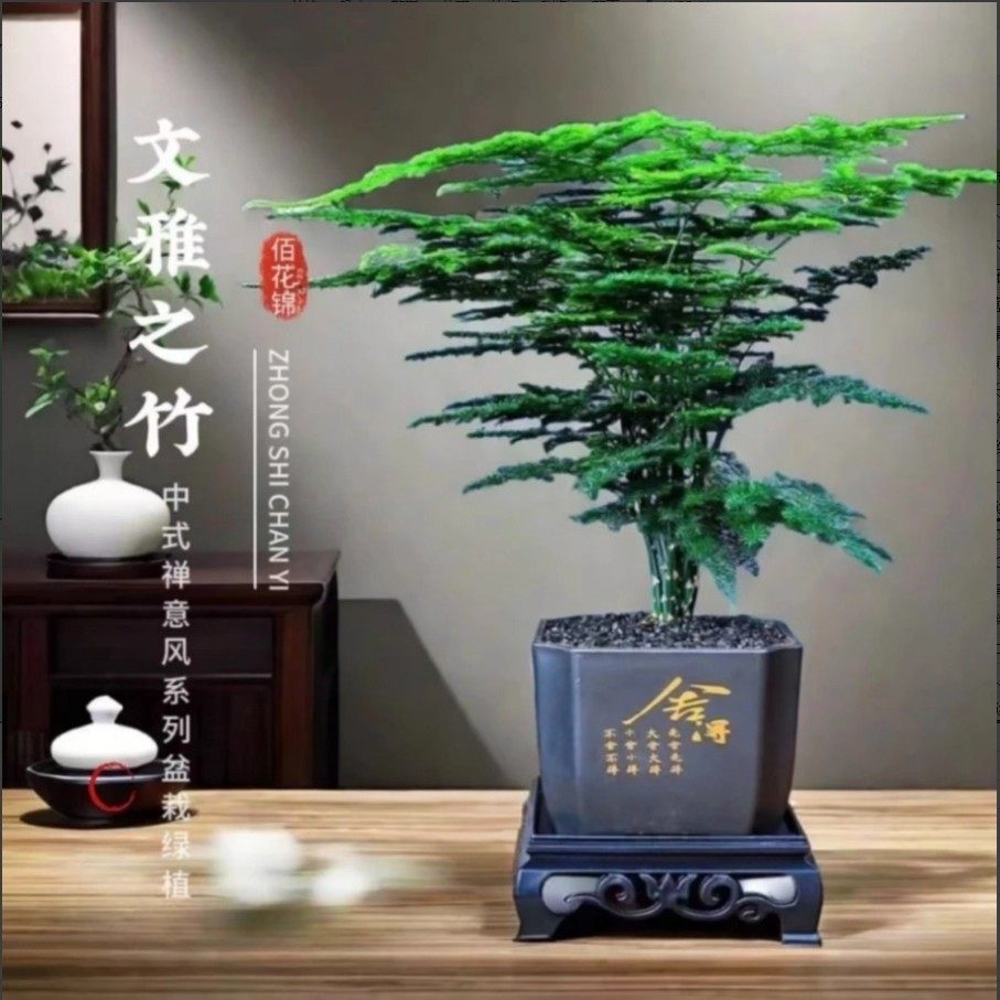 精品文竹盆栽绿植室内盆景花卉办公室桌面摆件客厅植物四季好养活