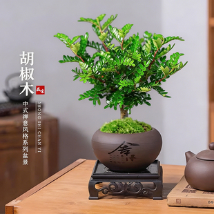 清香胡椒木盆栽室内绿植驱蚊茶桌摆件客厅办公室桌面植物小型盆景