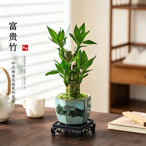 富贵竹盆栽室内绿植物桌面小盆景