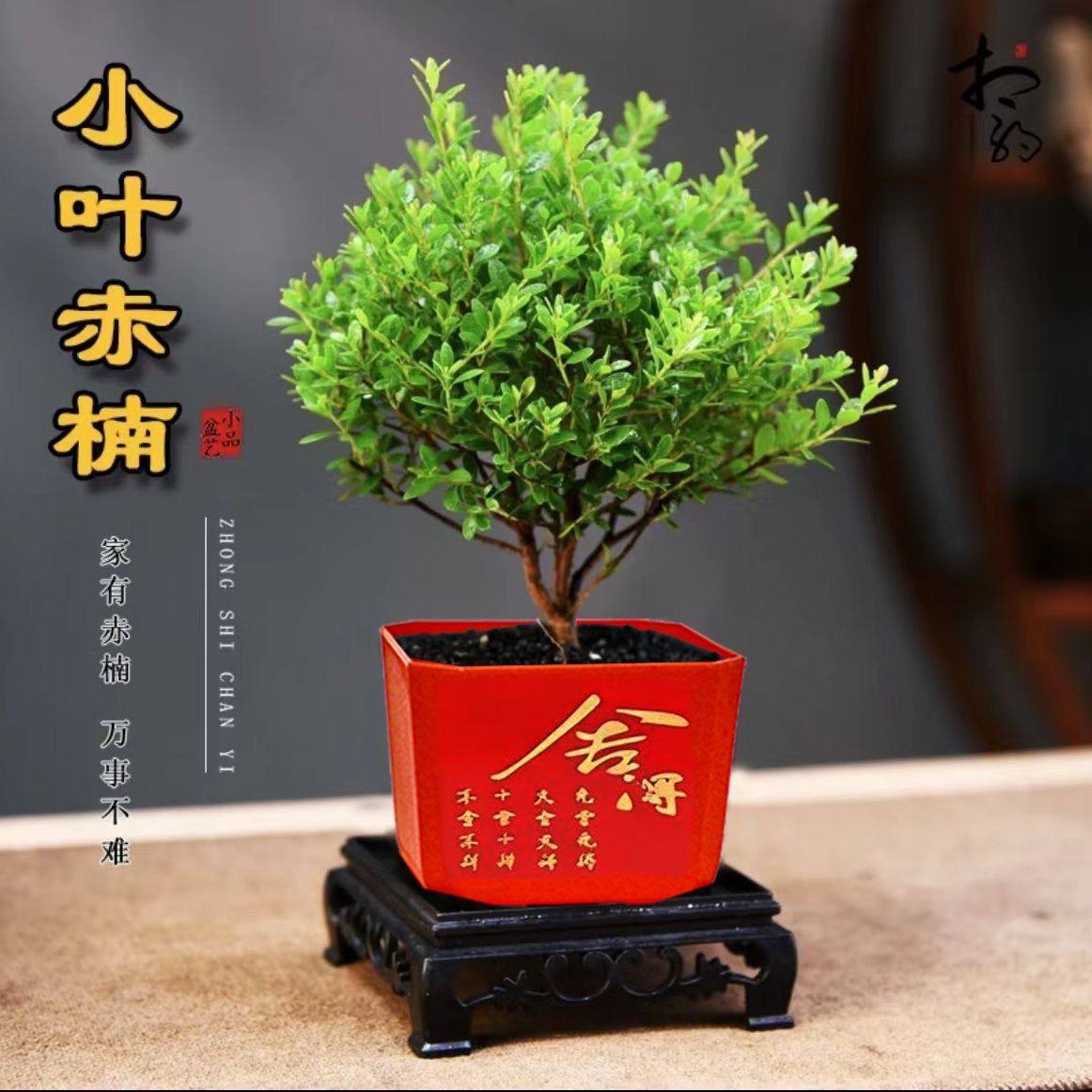 小叶赤楠盆栽老桩树苗绿植物室内办公室桌面盆景四季好养金丝楠木