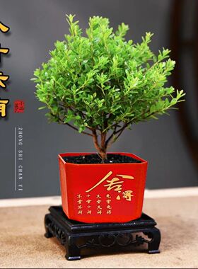 小叶赤楠盆栽老桩树苗绿植物室内办公室桌面盆景四季好养金丝楠木