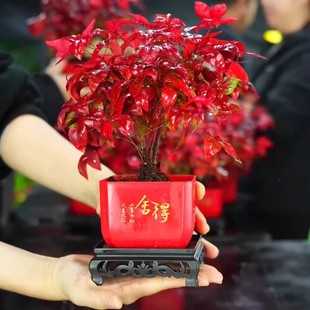 火焰南天竹盆栽冬季耐寒红叶绿植室内外客厅阳台四季好养植物盆景
