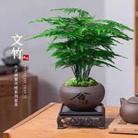文竹盆栽植物室内茶桌摆件客厅办公室桌面花卉绿植小型盆景四季