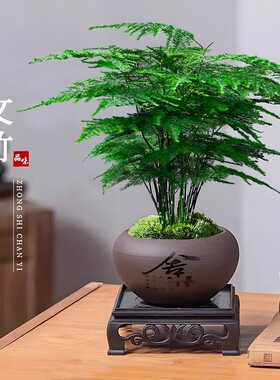 文竹盆栽植物室内茶桌摆件客厅办公室桌面花卉绿植小型盆景四季