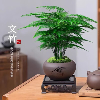 文竹盆栽绿植物盆景室内茶桌摆件