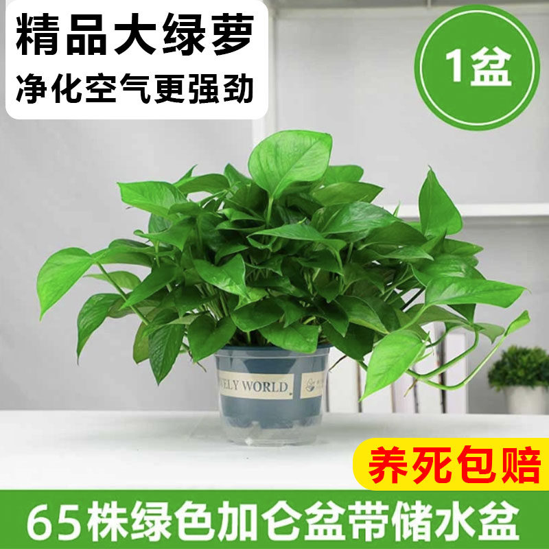 绿萝盆栽室内绿植新房家用净化空气水培植物花卉长藤垂吊大叶绿萝,鲜花速递/花卉仿真/绿植园艺,绿植,淘宝优惠券,粉丝福利购,淘宝优惠卷