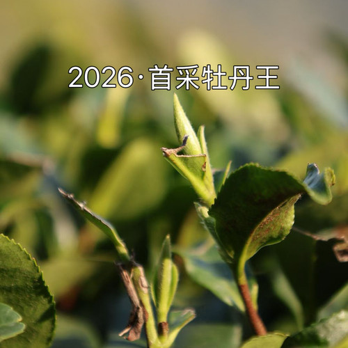 春醉预售福鼎白茶2026年首采老树牡丹王磻溪高山春茶茶叶