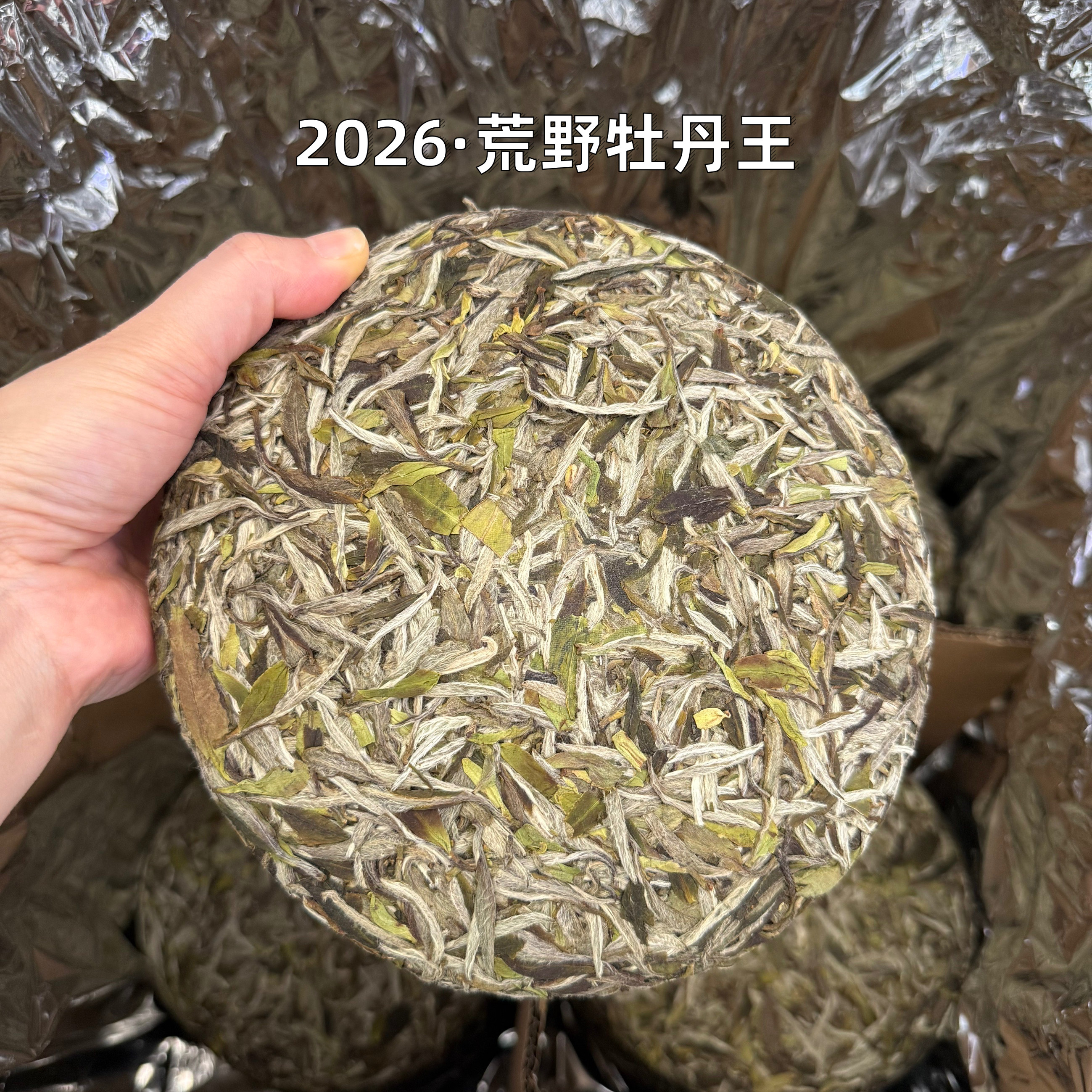 春醉2026年磻溪正宗福鼎白茶高山荒野牡丹王饼明前春茶叶300克
