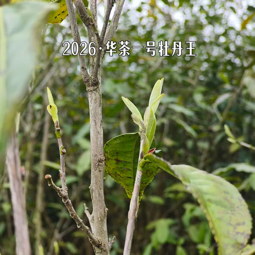 春醉【预售】2026年华茶1号特级荒野牡丹正宗磻溪老树大白茶茶叶