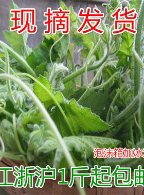 新鲜南瓜尖现采南瓜藤南瓜叶自然生长新鲜蔬菜农家南瓜茎