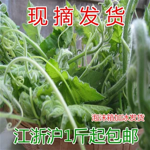 [新鲜南瓜尖现采南瓜藤南瓜叶自然生长新鲜蔬菜农家南瓜茎]