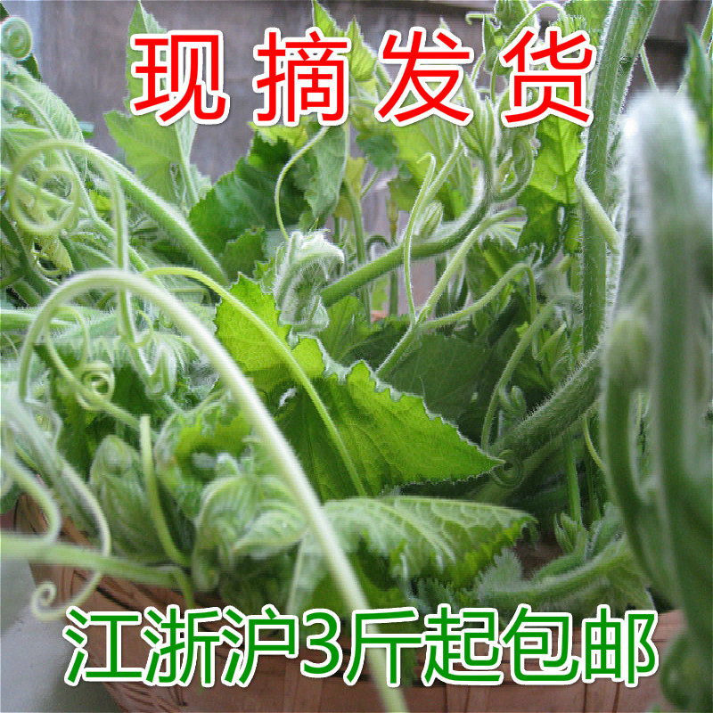 新鲜南瓜尖现采南瓜藤南瓜叶自然生长新鲜蔬菜农家南瓜茎