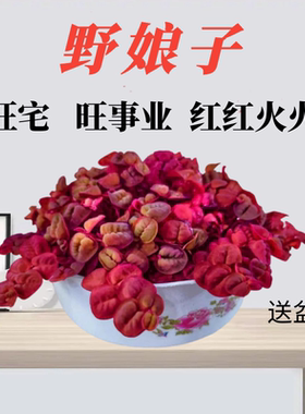 懒人花水培绿植四季旺宅养不死