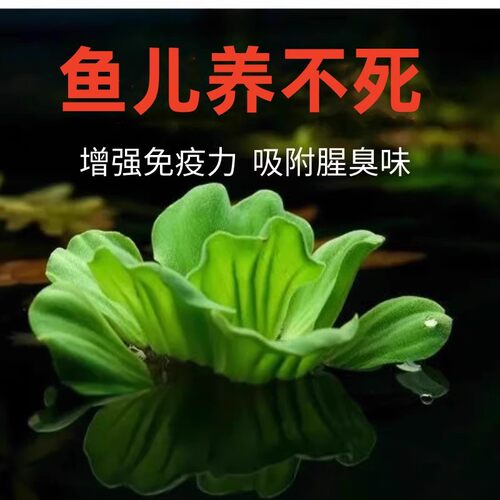 水草大全养鱼套餐净化水质绿植