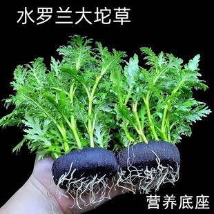 水罗兰懒人阴性沉底坨草鱼缸造景中后景新人净水质好养易养真水草