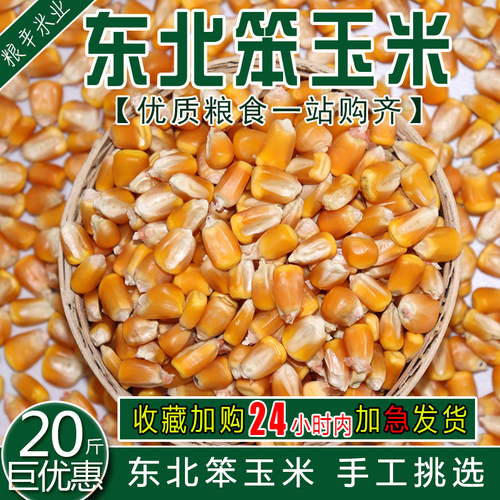 玉米粒玉米鸽子粮玉米粒
