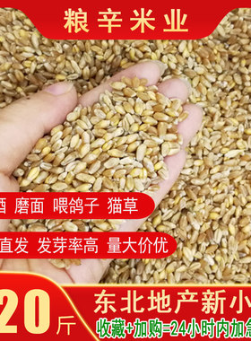 新麦子小麦粒东北带皮小麦可发芽猫草磨面酿酒钓鱼喂鸽子20斤包邮