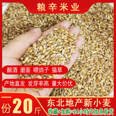 新麦子小麦粒东北带皮喂鸽子酿酒