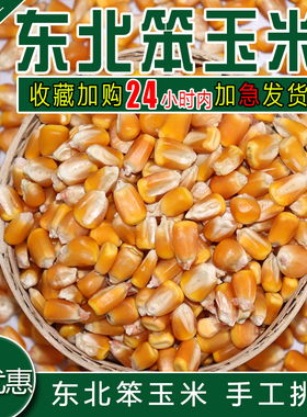 玉米粒 大粒 干玉米粒玉米籽鸽子鸡鸭鸟鸽子饲料打窝鱼饵10斤包邮
