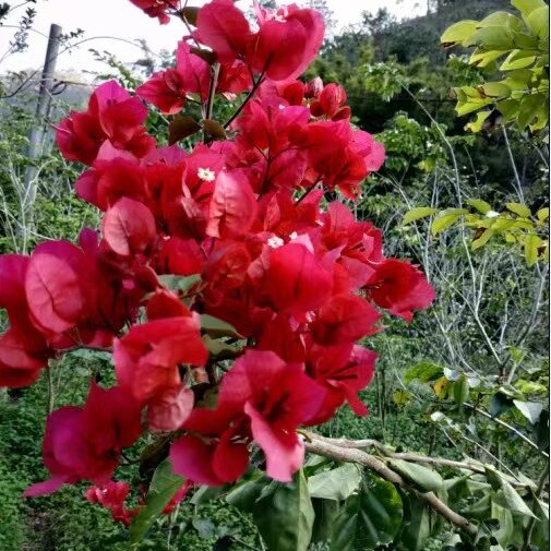 三角梅红花杜鹃树桩提根