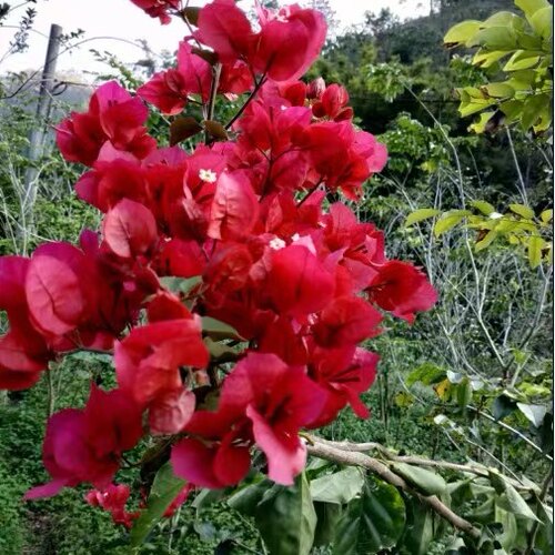三角梅红花杜鹃树桩提根