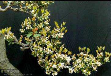 春花树石斑木春花盆景