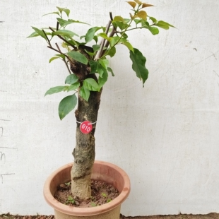 三角梅红花三角梅老桩勒杜鹃三角梅老桩提根三角梅盆景黄金三角梅